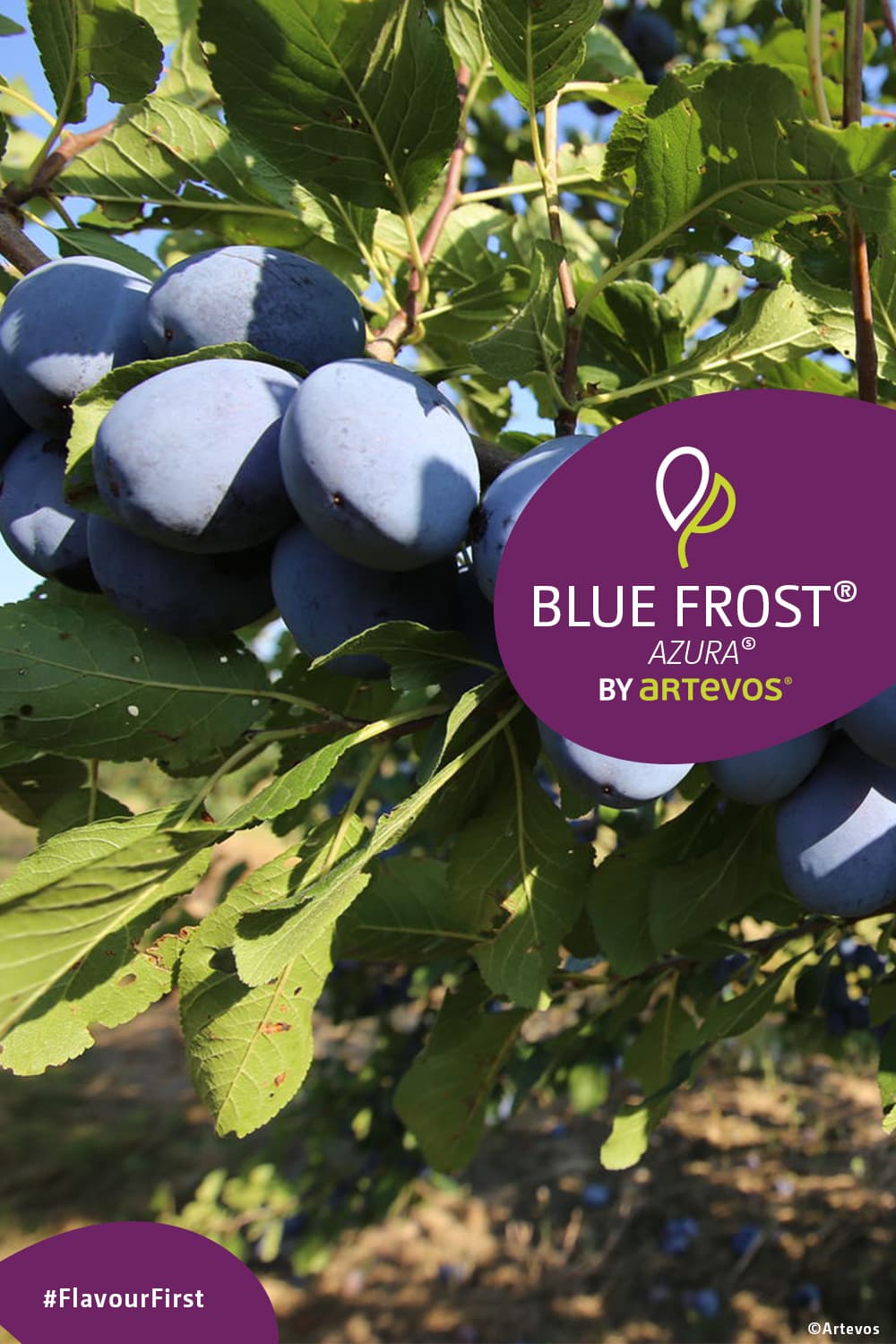 Blue Frost