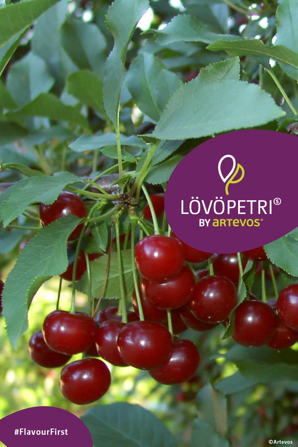Lövöpetri