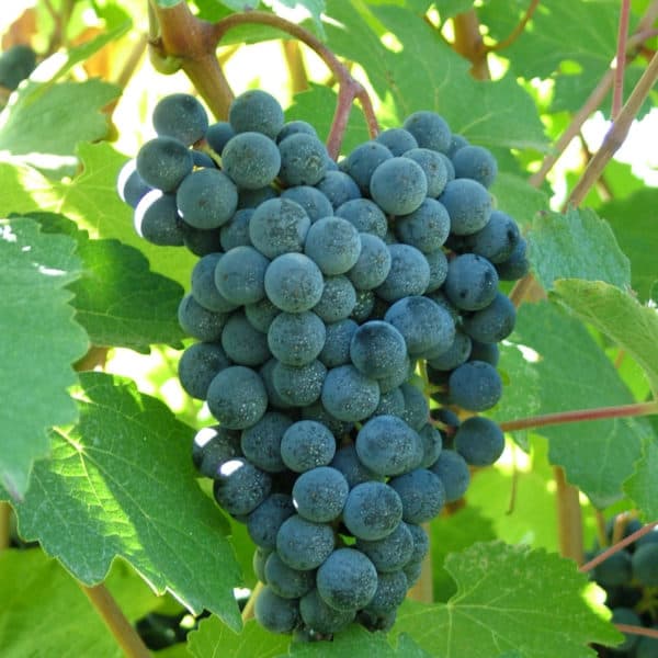 LAMBRUSCO GRASPAROSSA