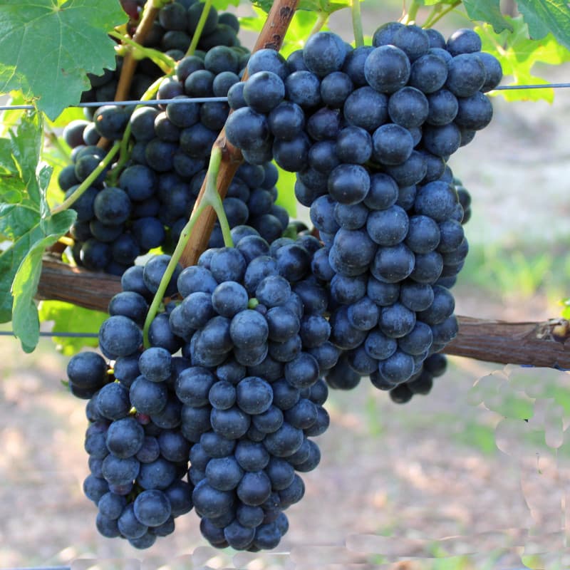 BARBERA