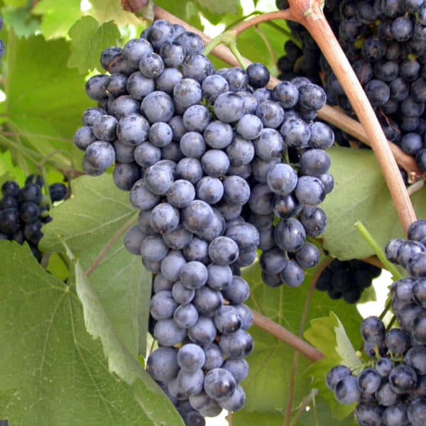 LAMBRUSCO MAESTRI