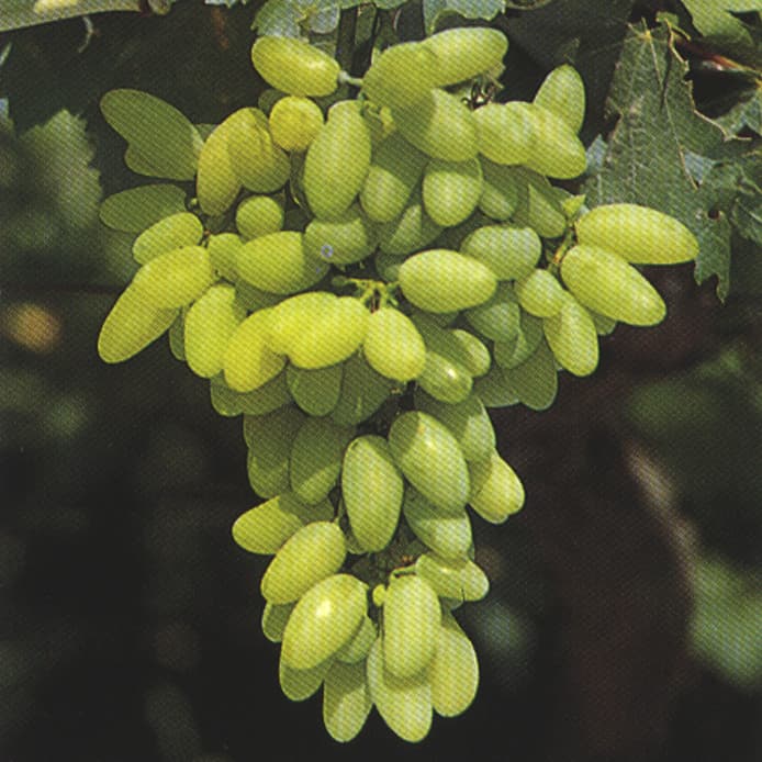 PIZZUTELLO BIANCO