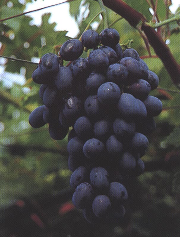 LATTUARIO NERO (PIZZUTELLO NERO)