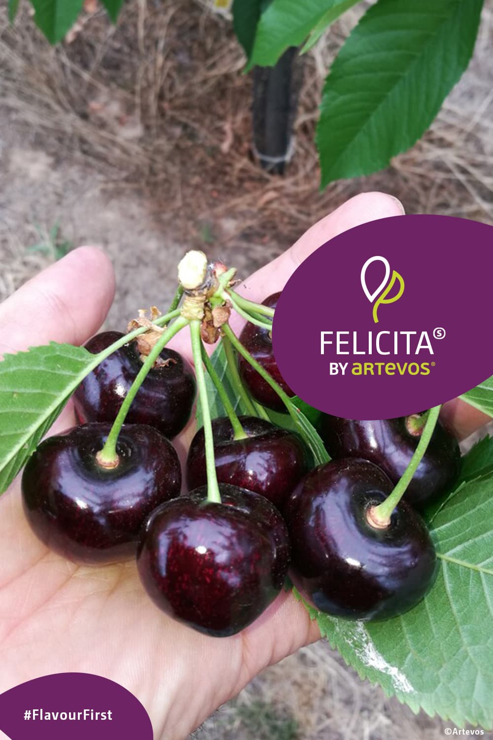 Felicita