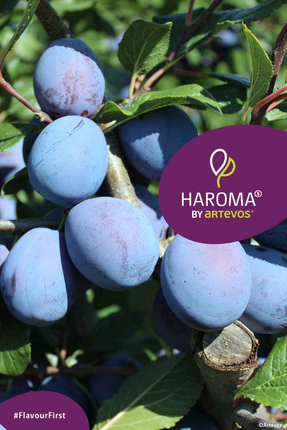 Haroma