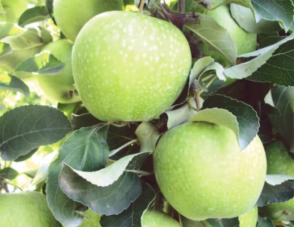 GRANNY SMITH