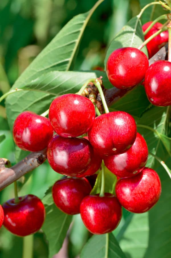 ROYAL HAZEL COV