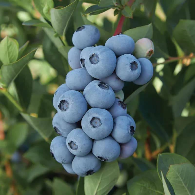 Blue Ribbon