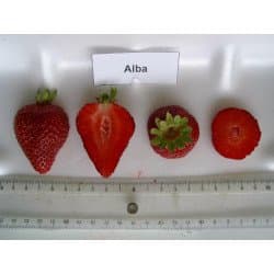 Alba