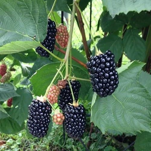 Boysenberry